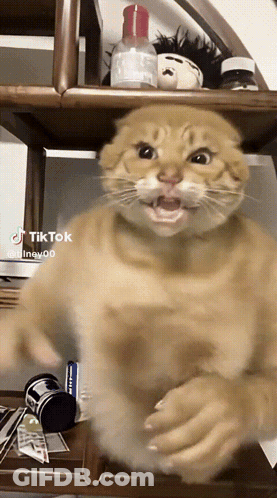 Cat Making Face With Mouth Open GIF
