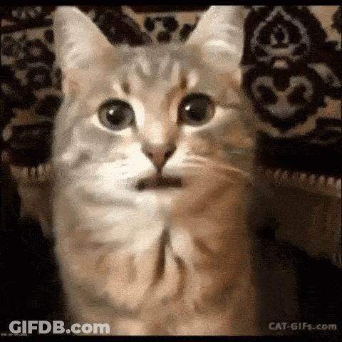 Cat Making Funny Face GIF