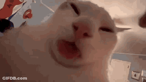 Cat Making Funny Face GIF