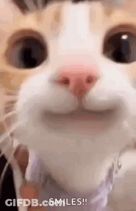 Cat Making Funny Face And Smiling GIF