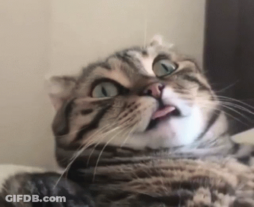 Cat Making Funny Face And Tongue Out GIF