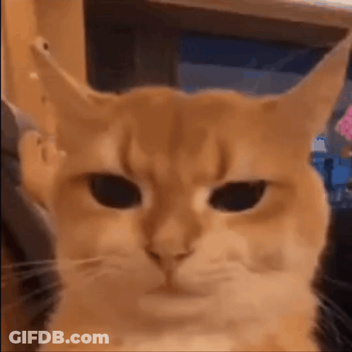 Cat Making Funny Face GIF