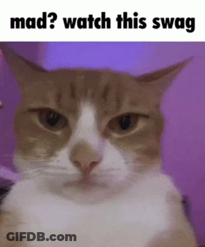 Cat Making Funny Face Mad? Watch This Swag GIF