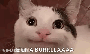 Cat Making Funny Face Saying E Una Burrilla GIF
