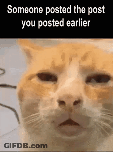 Cat Making Funny Face GIF