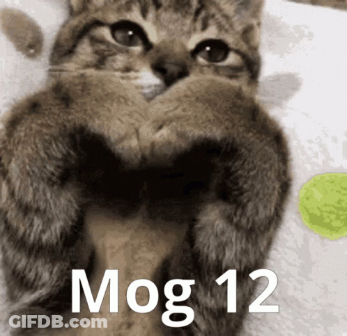 Cat Making Heart Shape With Paws And Mog 12 GIF