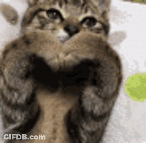 Cat Making Heart Shape With Paws GIF