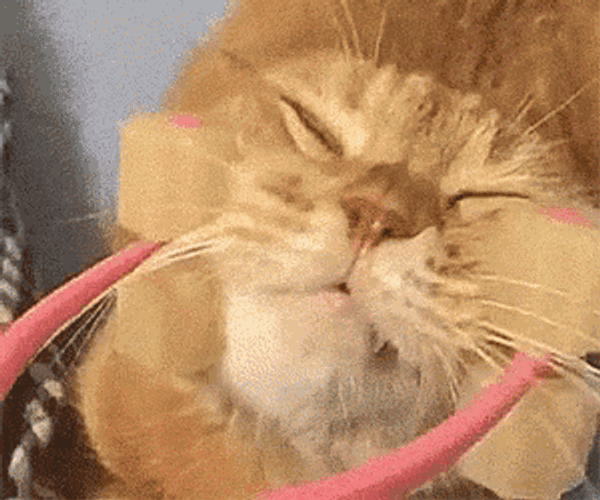 Cat Massage GIF