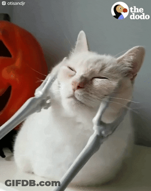 Cat Massage Relaxing GIF