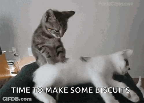Cat Massaging Another Cat Time To Make Biscuits GIF