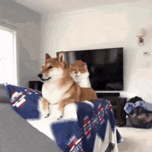 Cat Massaging Doge GIF