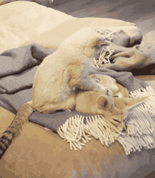 Cat Massaging Sleeping Cute Fox GIF