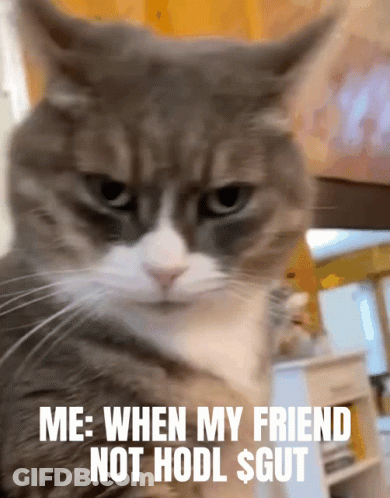 Cat Me When My Friend Not Hodl $ Gut GIF
