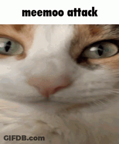 Cat Meemoo Attack GIF