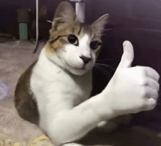 Cat Meme GIF