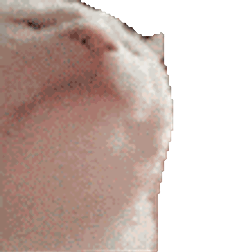 Cat Meme Cat Dance Sticker GIF