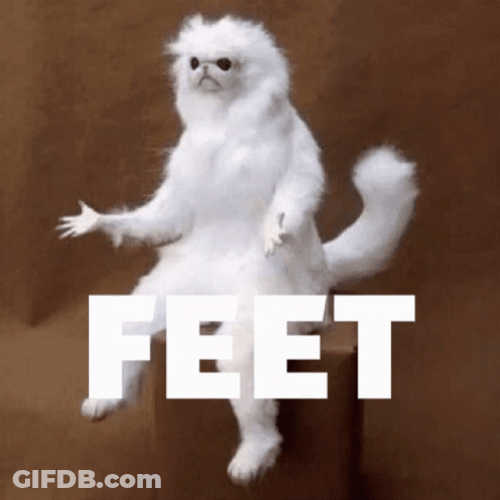 Cat Meme Feet GIF