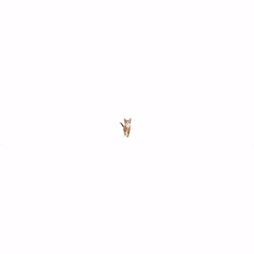 Cat Meme GIF