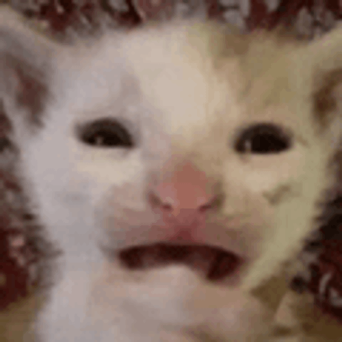 Cat Meme Meme GIF