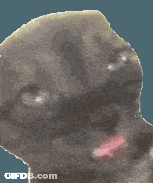Cat Meme Sticker GIF
