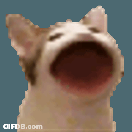 Cat Meme Sticker GIF