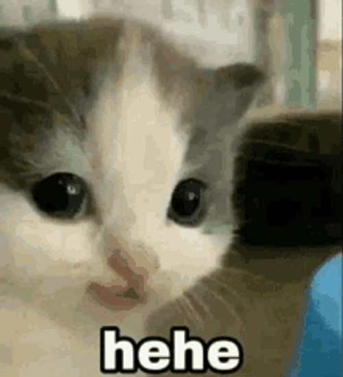 Cat Memes Cute Hehe Angry Hehe GIF