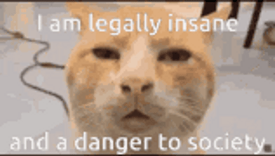 Cat Memes Funny Cat Legally Insane Danger To Society GIF