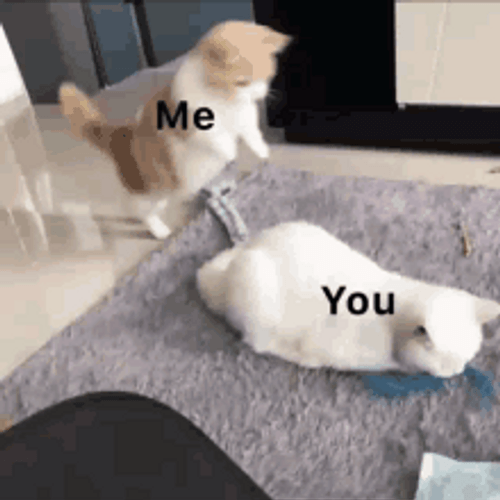 Cat Memes Love Jump Hump Day Me You GIF