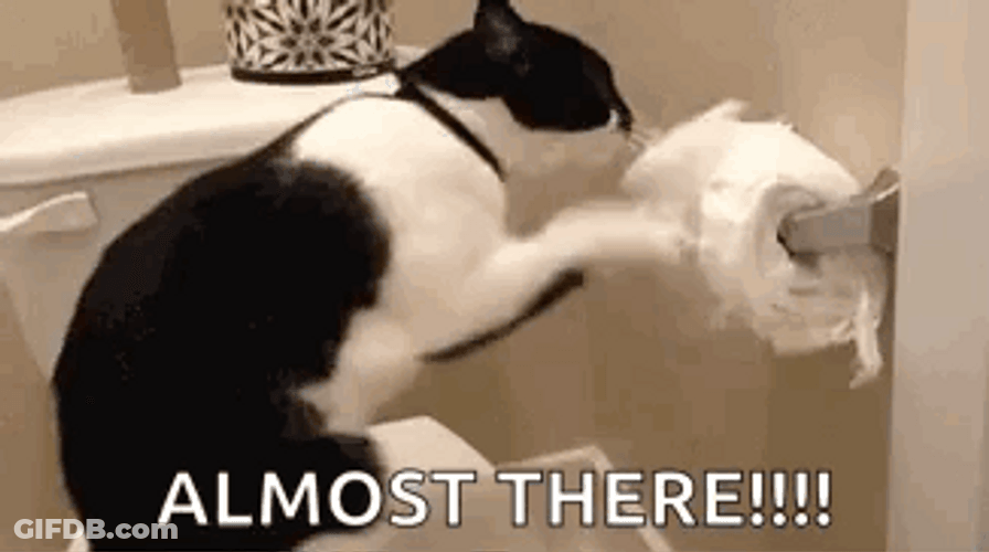 Cat Messed With Bathroom Tissue GIF
