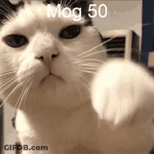 Cat Mog 50 GIF