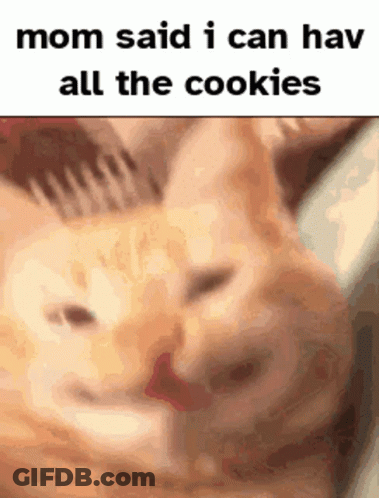 Cat Mom Said I Can Hav All The Cookies GIF