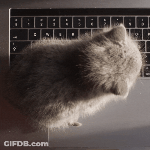 Cat Monday Work Meme GIF