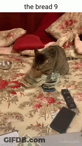 Cat Money GIF