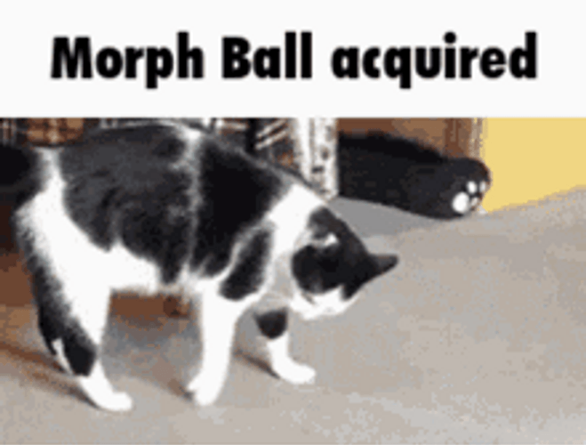 Cat Morph Ball GIF