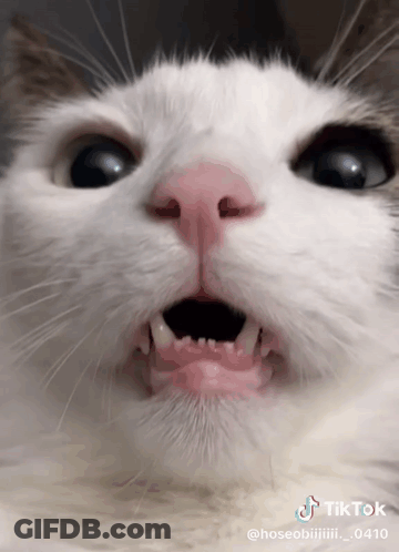 Cat Mouth Closeup TikTok Watermark GIF