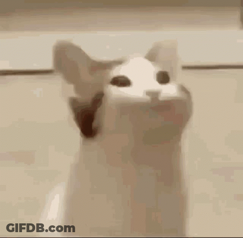 Cat Mouth Open Eyes Closed GIF