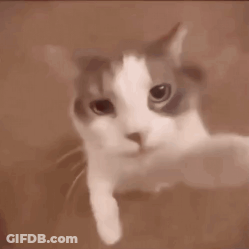 Cat Mouth Open Looking At Camera GIF