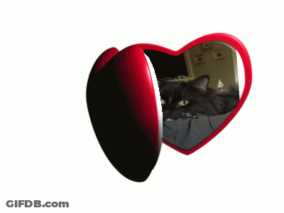 Cat My Beloved GIF