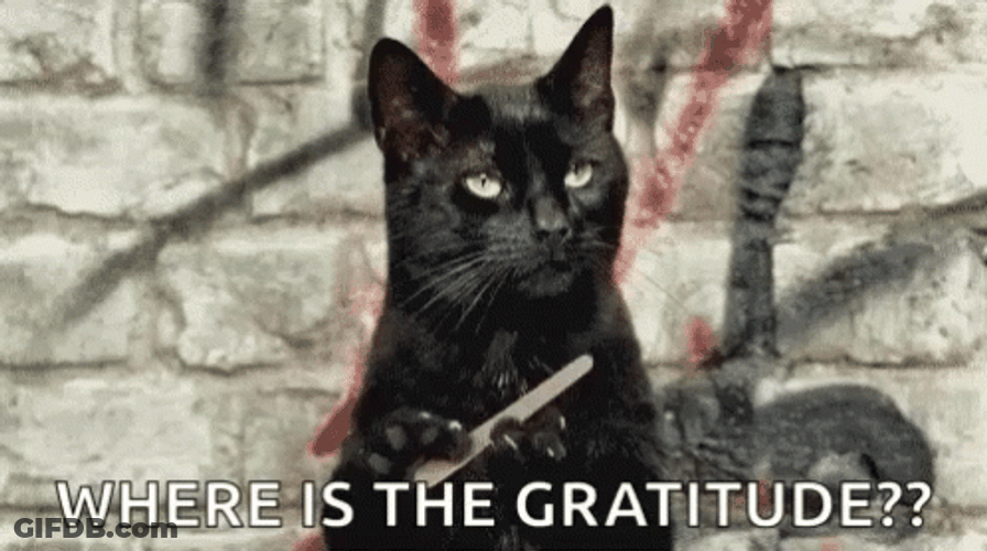 Cat Nail File Where Is The Gratitude GIF