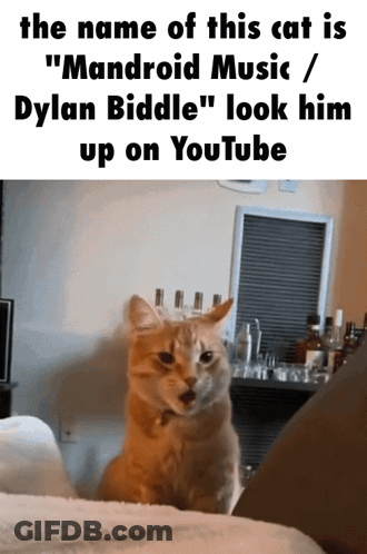 Cat Named Mandroid Music And Dylan Biddle Youtube GIF