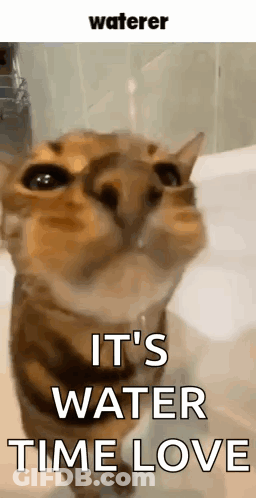 Cat Next To Bathtub Water Time Love GIF