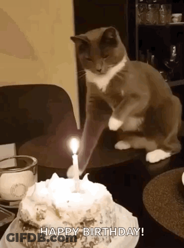 Cat Next To Birthday Cake With Candle GIF