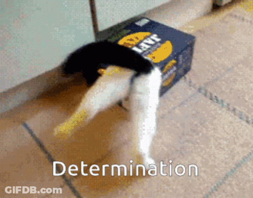 Cat Next To Box Saying Determination GIF