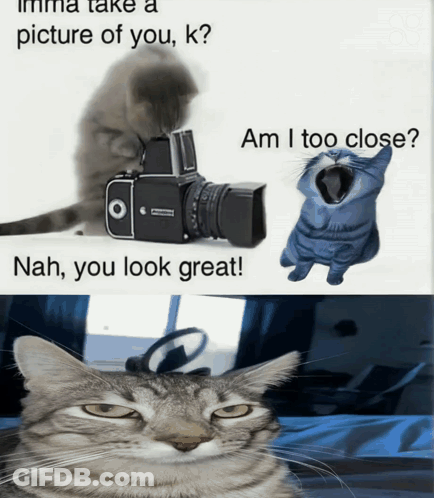 Cat Next To Camera Am I Too Close GIF