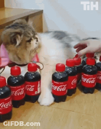 Cat Next To Coca Cola Bottles GIF