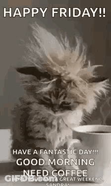 Cat Next To Coffee Happy Friday GIF