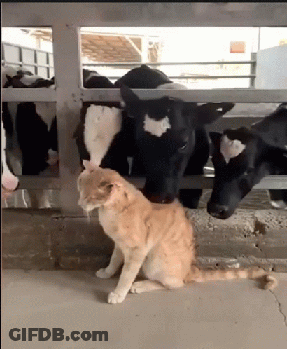Cat Next To Cow In Fenced Area GIF