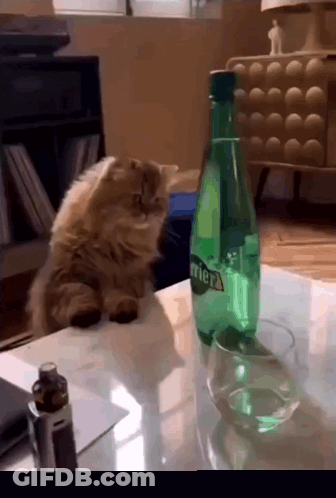 Cat Next To Perrier Bottle GIF