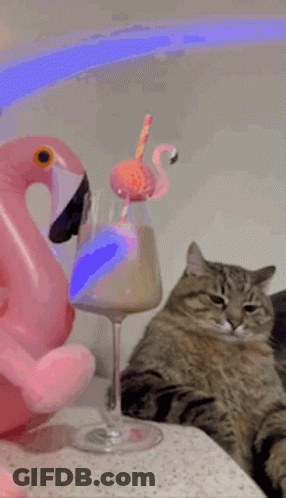 Cat Next To Pink Flamingo Float And Wine GIF