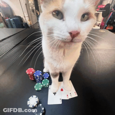 Cat Next To Playing Cards And Chips GIF